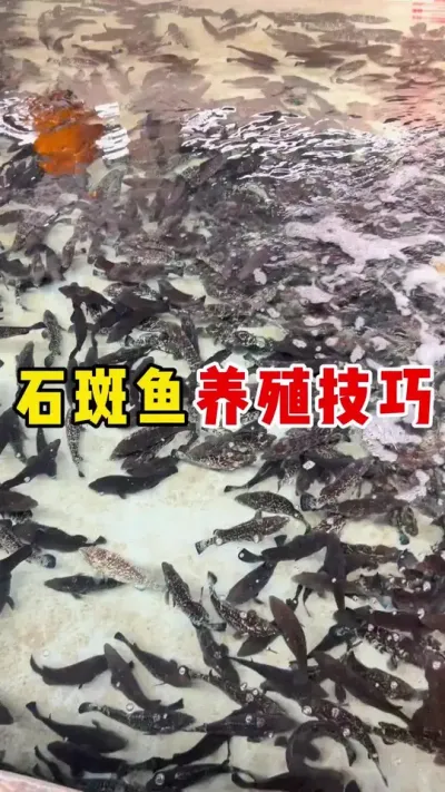 石斑鱼的养殖技巧 #水产养殖 #养鱼日记 #石斑鱼养殖技巧 #石斑鱼#三农 @抖加🔥上热门🔥dou+🔥热点宝