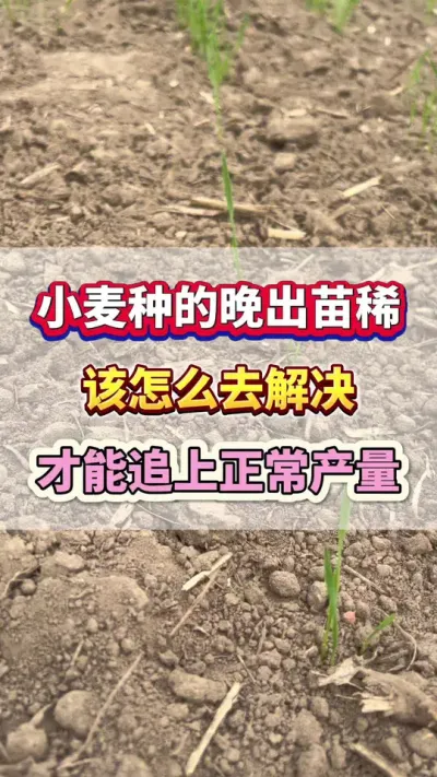 小麦种的晚，出苗稀，该如何去解决才能追上正常产量？#小麦种植 #小麦高产 #小麦种植管理技术 #农业种植