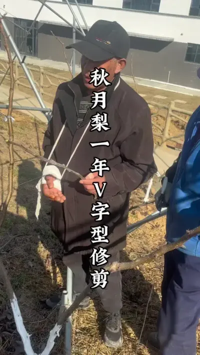 秋月梨一年的树，V字型如何修剪培养，重点来了！ #秋月梨 #秋月梨修剪 #果树 #种果树的苏老师