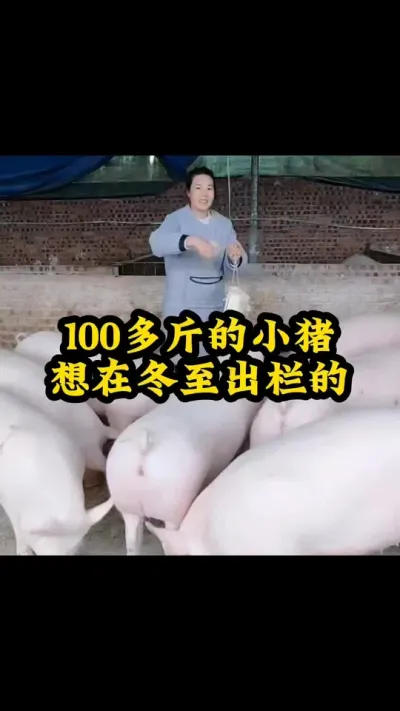 #猪喂什么饲料长得最快 #每天分享实战养猪经验 #服务三农支持三农 #喂猪人的日常生活不容易 #每天分享养殖小知识