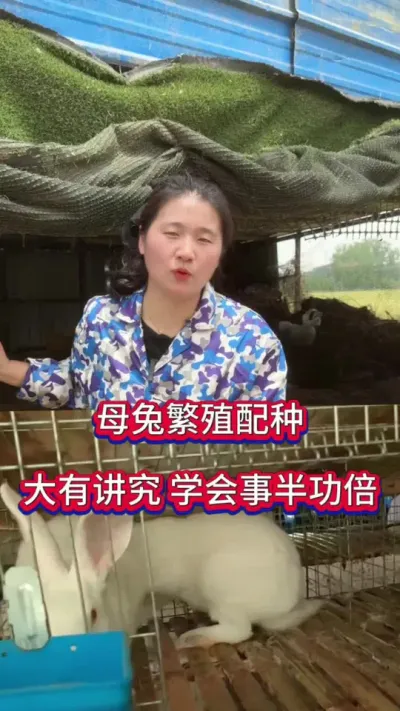 繁殖母兔配种大有讲究，学会事半功倍，幼兔成活率高#兔子 #养兔人 #肉兔养殖 #兔子养殖