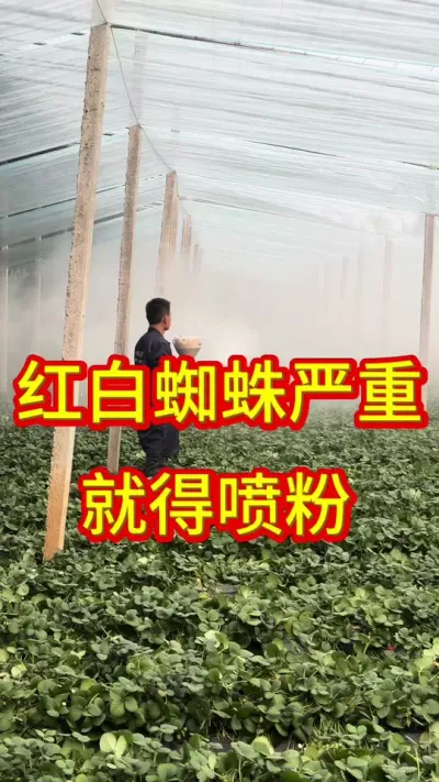 #草莓苗出售 #优质种苗 #服务三农支持三农