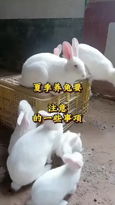 夏季养兔要注意的一些事项#养兔人#兔子#养兔技术分享#肉兔养殖