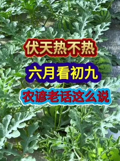 伏天热不热六月看初九农谚老话这么说 #农业谚语 #农谚 #农谚老话 #农业种植 #三农