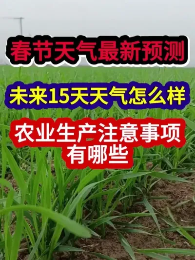 春节天气最新预测未来15天天气如何农业生产需要注意哪些 #小麦种植 #农业种植 #小麦种植技术 #小麦管理 #三农种植