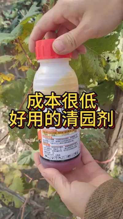 冬春两季给果树清园 来年病虫减少一半 #清园 #石硫合剂 #病虫害防治 #种植小技巧 #果树管理 #果园清园