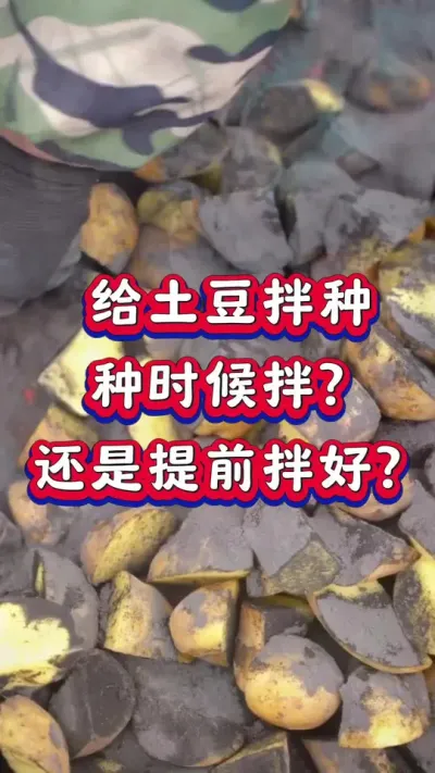 土豆拌种技巧#种植小技巧 #土豆高产种植 #马铃薯 #种土豆 #洋芋