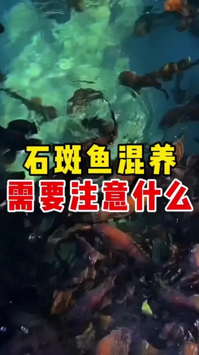 石斑鱼混养需要注意什么？ #水产养殖 #石斑鱼养殖技巧 #石斑鱼 #养鱼日记 #养鱼 @抖加🔥上热门🔥dou+🔥热点宝