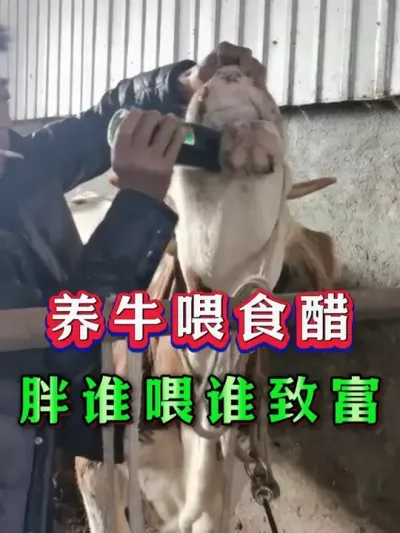 养牛喂食醋胖谁喂谁致富 #养殖#养牛人#三农#养牛