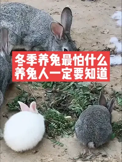 冬季养兔最怕什么，养兔人一定要知道 #兔子#三农#养殖#养兔人