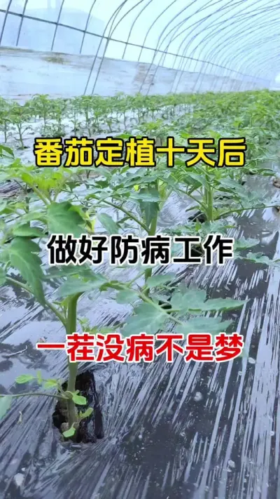 定植十天后，用它兑水喷一喷，整季病害都不见#病虫害防治 #种植小技巧 #种植小妙招