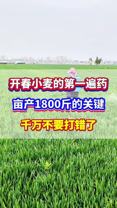 小麦年后开春第一遍药，亩产1800斤的关键，千万不要打错了！#小麦种植 #小麦高产 #小麦施肥 #小麦种植管理技术