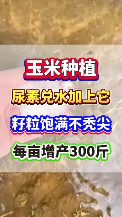 尿素兑水加上它，籽粒饱满不秃尖，每亩增产300斤！#玉米种植  #玉米高产   #玉米种植管理技术  #玉米施肥