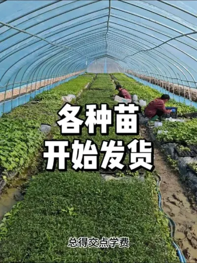 作农业风险大，入门就交了15万学费 #种菜 #种植 #三农