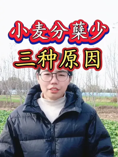 小麦分蘖少或者不分蘖的三个原因，看看您家小麦属于哪一种情况？#小麦种植 #小麦分蘖 #三农 #小麦 #农业