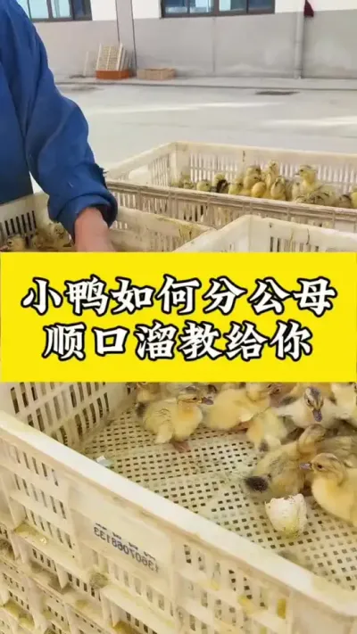 小鸭如何分公母，顺口溜教给你#肉鸭养殖 #禽病技术指导 #养鸭人 #养殖技术交流 #疾病预防