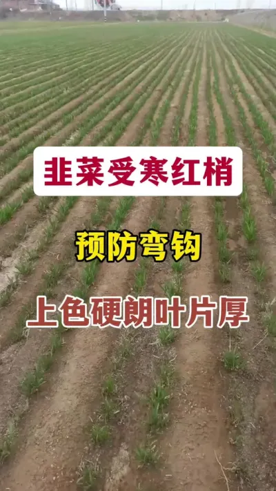 韭菜受寒红梢，预防弯钩，上色硬朗叶片厚。#韭菜种植方法 #韭菜管理 #种韭菜 #韭菜红梢 #韭菜干尖黄叶