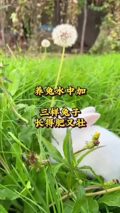 养兔水中加三样，兔子长得肥又壮 #兔子  #肉兔养殖  #养兔人  #新手养兔