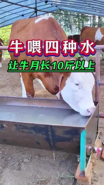 牛喂四种水月长10斤以上#养牛人#新手养牛#牛羊养殖