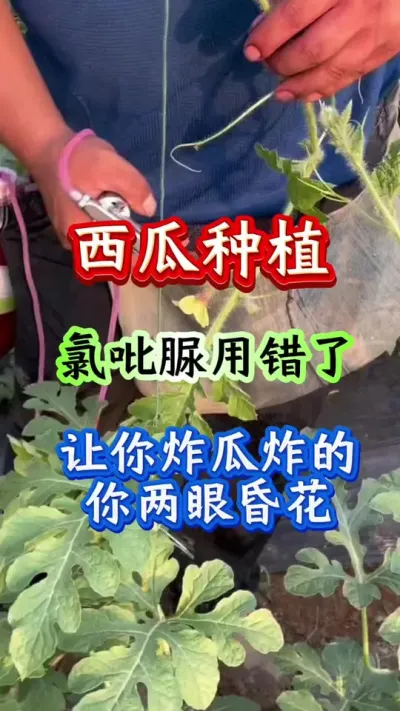 西瓜种植 氯吡脲的正确使用浓度#西瓜种植 #西瓜管理 #氯吡脲使用方法