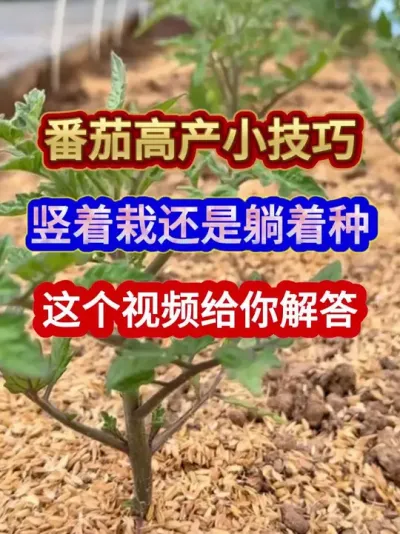 番茄高产小技巧竖着栽还是躺着种店家个视频给你解答 #番茄种植 #西红柿种植#农业种植 #种植小技巧 #三农