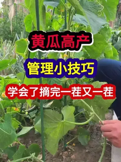 黄瓜高产管理小技巧学会了摘完一茬又一茬 #黄瓜种植 #黄瓜种植技术 #农业种植 #种植小技巧 #三农种植