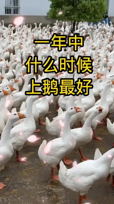 #养鹅技术分享 #科学养鹅 #每天分享养殖技术和经验 #鹅