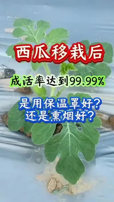 西瓜种植 西瓜移栽后成活率到达99.99%是用保温罩好还是熏烟好#西瓜管理 #西瓜种植 #西瓜高产#生根壮苗