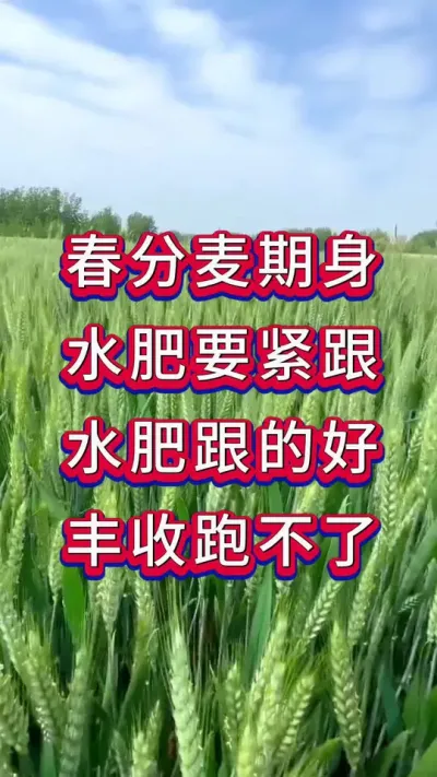 小麦种植 春分麦起身，水肥要紧跟#小麦种植 #小麦 #小麦管理 #小麦管理技术 #麦黄金