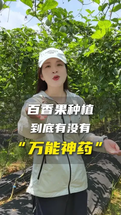 百香果种植过程中真的遇到问题用肥用药就能解决？盲目用肥用药不见得是好事。#百香果#百香果种植#农业种植#三农#抖音助农
