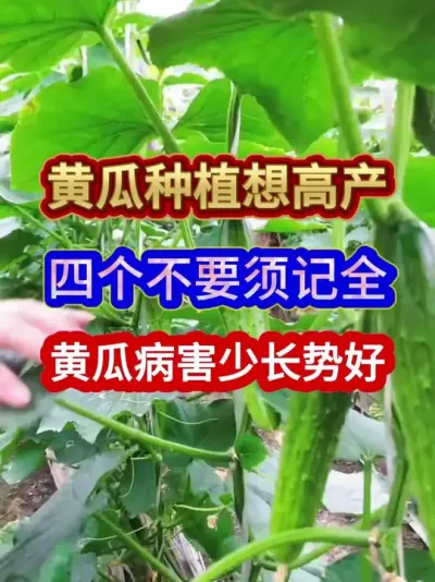 黄瓜种植想高产四个不要须记全黄瓜病害少长势好 #黄瓜种植 #黄瓜种植技术 #农业种植 #种植小技巧 #三农