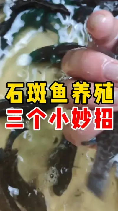 石斑鱼养殖三个小妙招##水产养殖 #高密度养殖 #石斑鱼 #养鱼  #这下大家总该记住石斑鱼了吧  @抖加🔥上热门🔥dou+🔥热点宝  @DOU+小助手 