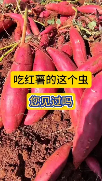 吃红薯的这个虫子，您见过吗？#红薯高产种植 #红薯地下害虫 #知识分享 #农技知识分享