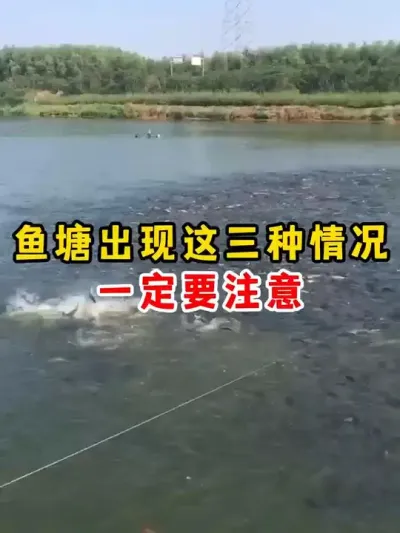 出现这几种情况一定要注意 #水产养殖 #四大家鱼养殖 #养鱼 #养殖 #农村