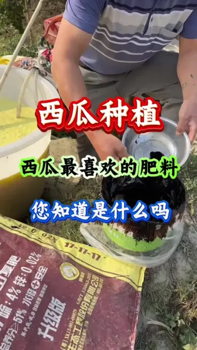 西瓜种植 西瓜最喜欢的肥料您知道是什么吗 #西瓜种植 #西瓜管理 #西瓜高产 #病害防治