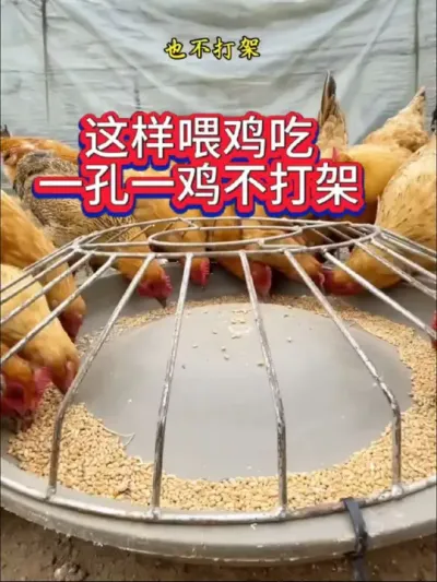 养鸡的朋友，我发现一种结实耐用不怕摔的鸡食槽#鸡鸭喂食槽 #喂鸡专用盆 #庭院养鸡喂食盆#鸡鸭鹅养殖