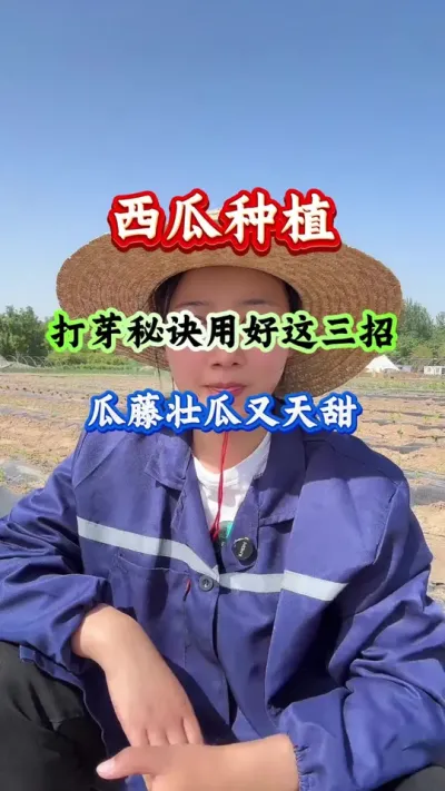 西瓜种植 西瓜打芽 #西瓜种植 #西瓜管理 #西瓜高产