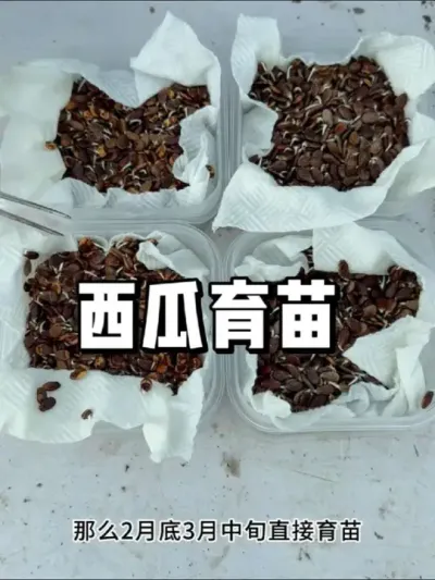西瓜什么时候育苗，西瓜育苗方法 #农业种植 #种植 #三农 #种菜