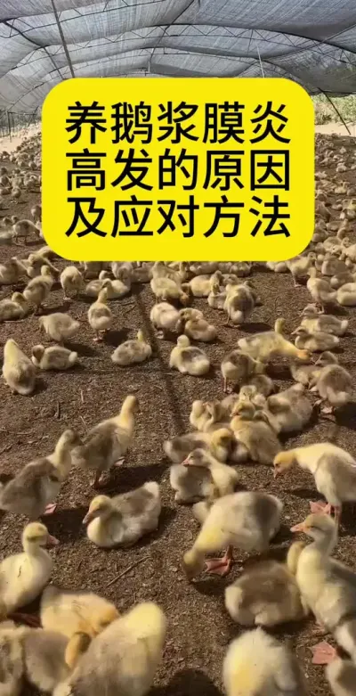 #养鹅技术分享 #禽病技术指导 #畜禽养殖 #疾病预防