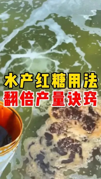 水产红糖用法翻倍产量诀窍#养鱼#水产养殖  #养鱼人  #养鱼日记  #养鱼技术分享 #养鱼养心 @抖加🔥上热门🔥dou+🔥热点宝  @DOU+小助手 