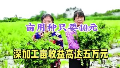 投入小收益高的种植，亩用种40元，种植带加工，亩产值超5万元 #农村致富好项目 #返乡创业新农人 #甜叶菊种植 #三农 #抖音助农