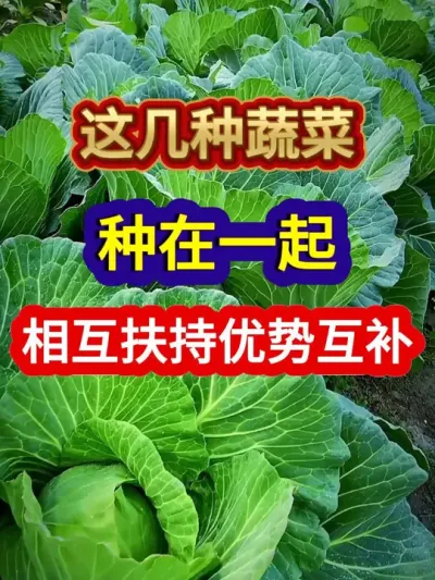 这几种蔬菜种在一起相互扶持优势互补 #蔬菜种植 #农业种植 #种植小技巧 #服务三农支持三农 #抖音助农
