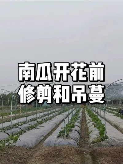 南瓜在开花前怎么管理和修剪 #农业种植