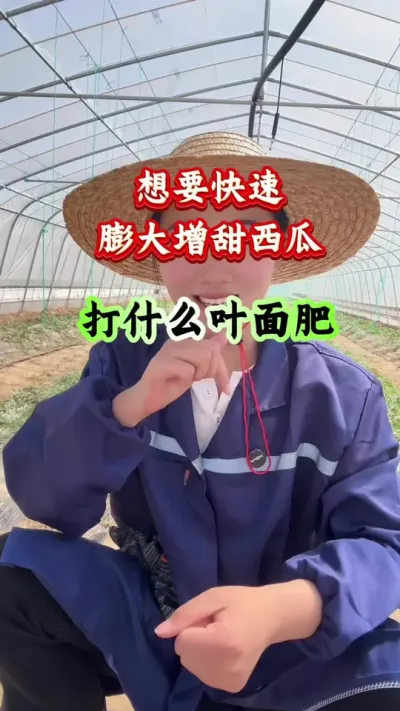 西瓜种植 想要快速膨大增甜西瓜打什么叶面肥 #西瓜种植 #西瓜管理 #膨大增甜 #西瓜高产