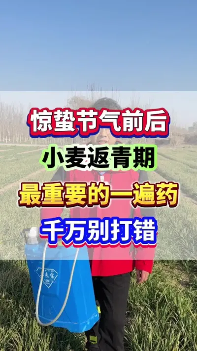 惊蛰节气前后，小麦返青期最重要的一遍药，千万别打错了！#小麦种植  #小麦高产  #小麦种植管理技术  #小麦第一遍药