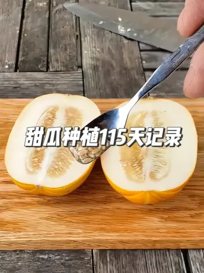 邻居瓜棚里的显眼包甜瓜，被我拐来养成大瓜王了 #种植小技巧 #园艺小妙招 ##光合作用半小时 #甜瓜种植
