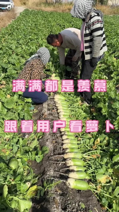 #青萝卜 #绿色蔬菜 #蔬菜种植 #2025新农人计划乡村振兴蓝图 ，萝卜好不好看用户怎么说，