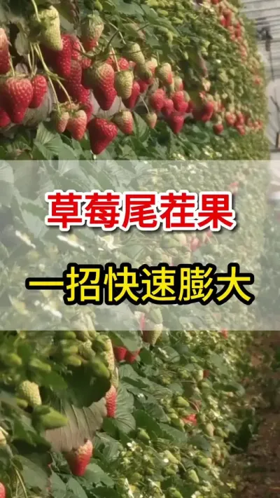 草莓尾茬果，用它喷一喷，快速膨大上色增甜#草莓熟了 #膨大