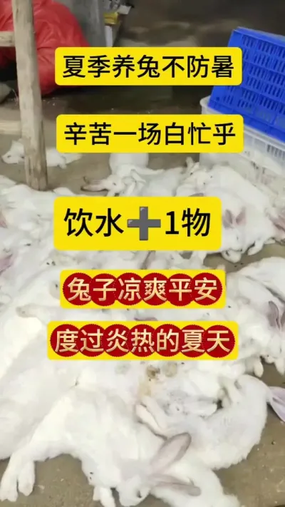 夏季养兔不防暑，兔子百忙一场空#养兔人 #肉兔养殖 #养兔人 #养兔