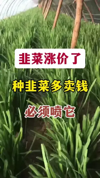 韭菜涨价了，种韭菜多卖钱，必须喷它。#韭菜种植 #韭菜管理 #韭菜高产 #韭菜种植方法 #韭菜施什么肥根粗